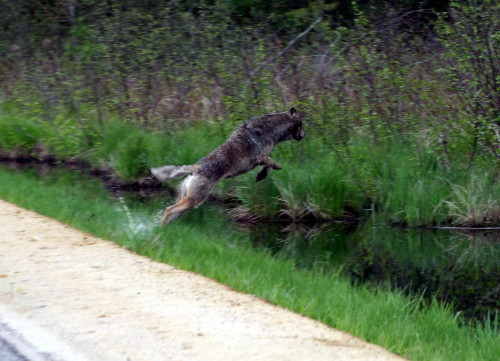 狼在威斯康星州中部的Necedah野生生命区跳跃
