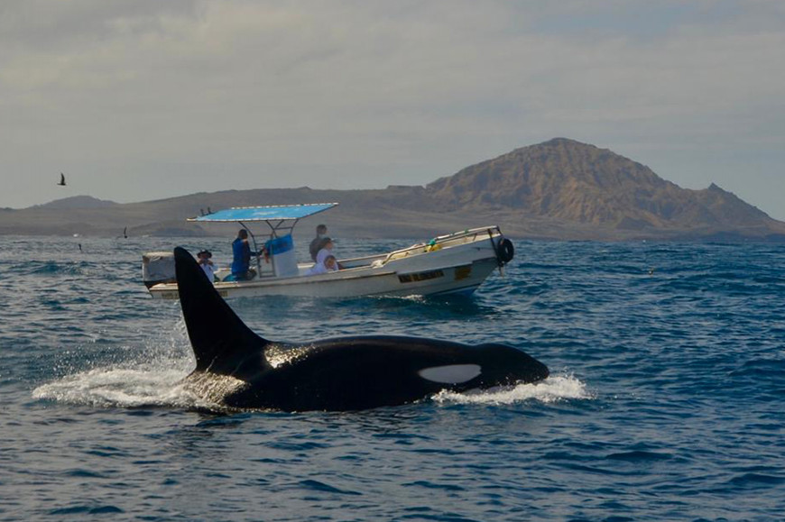 学生们在野外旅行的第一天发现了一头虎鲸。