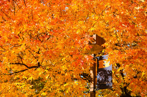 在Beloit学院校园的秋天颜色。