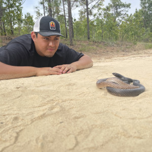 以前的学生俯卧在沙地上查看一条蛇