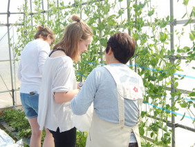 秋田semboku农场采访后，学生研究人员帮助收获豆类(2018年夏天)……