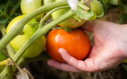 Beloit城市花园的成熟番茄。
