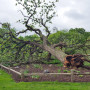 校园里最古老、最大的一棵树在5月17日晚上的一场暴风雨中倒下了。